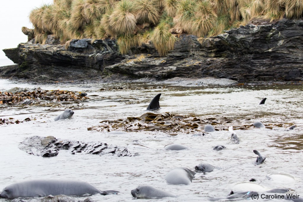 Killer whales inside the rock pool at Sea Lion Island, attempting to hunt elephant seal pups. 