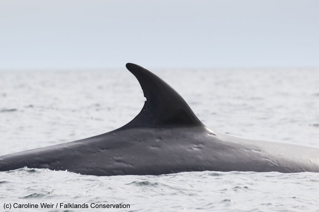 Sei whale with a distinctive dorsal fin suitable for photo-identification purposes. Photo credit: Caroline Weir / Falklands Conservation.