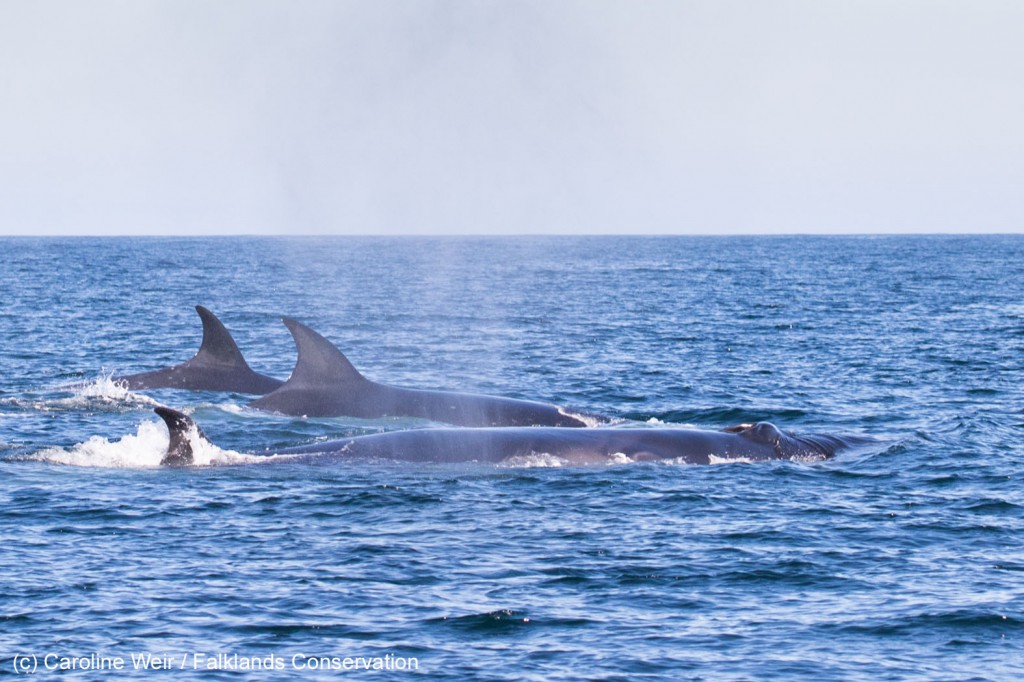 Group of sei whales travelling together. Photo credit: Caroline Weir / Falklands Conservation.