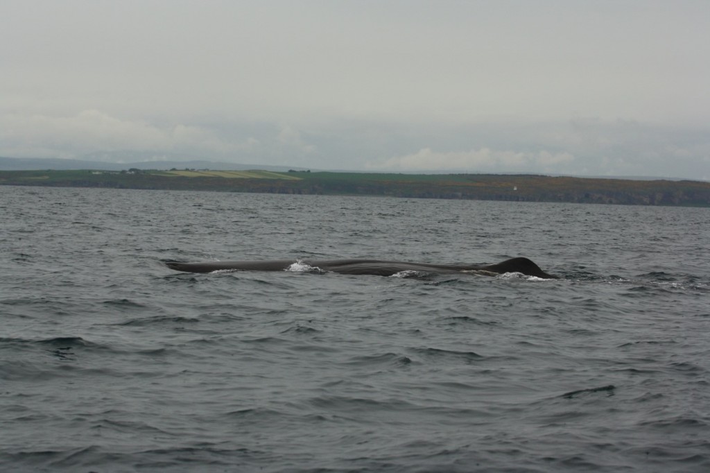 Fig. 1 Sperm Whale spotted in North Sea, Burghead (Moray) [Photo credit: Pippa Low/North 58]