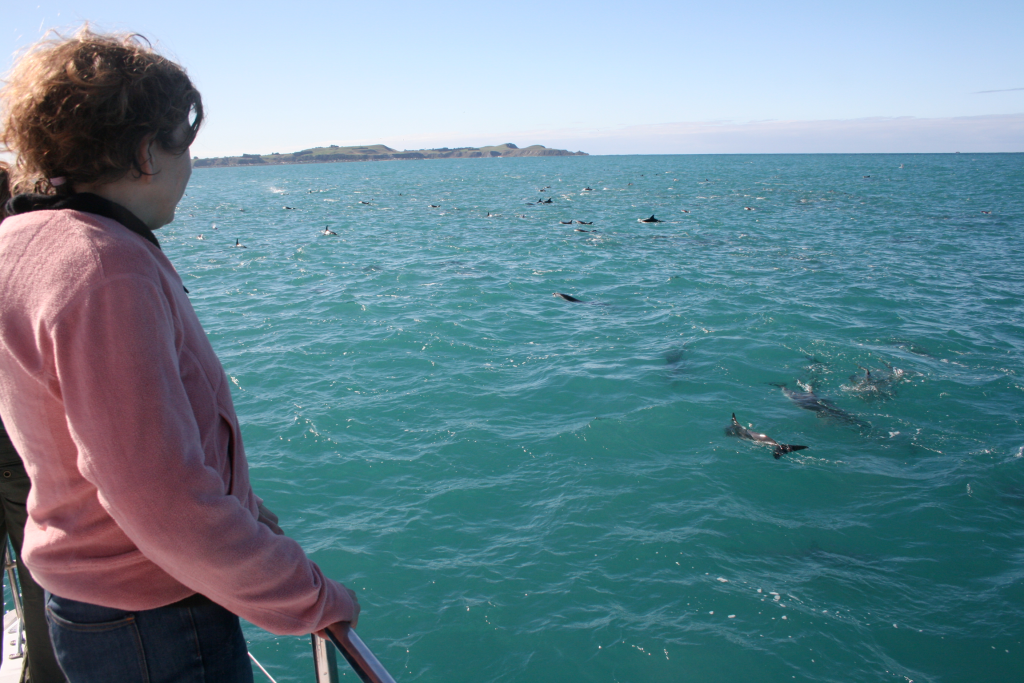 Watching dolphins from a boat in New Zealand. 