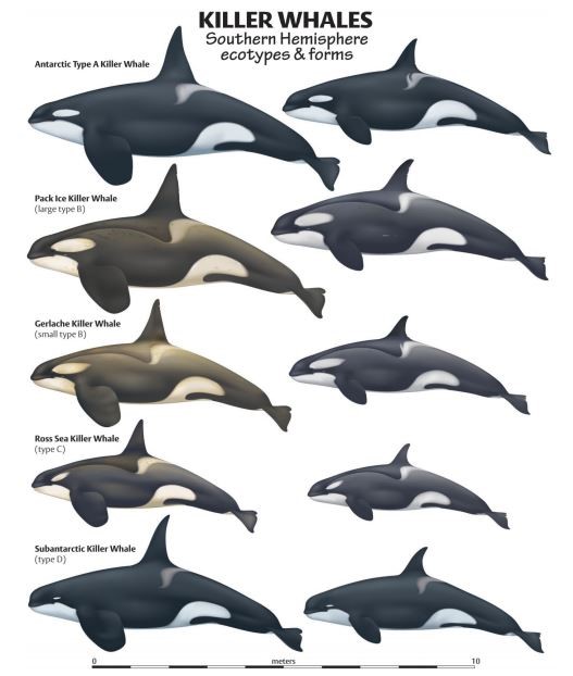 Orca ecotypes - http://swfsc.noaa.gov/uploadedImages/Divisions/PRD/Programs/Ecology/Killer%20Whale%20Poster%20-%20final.jpg?n=1491