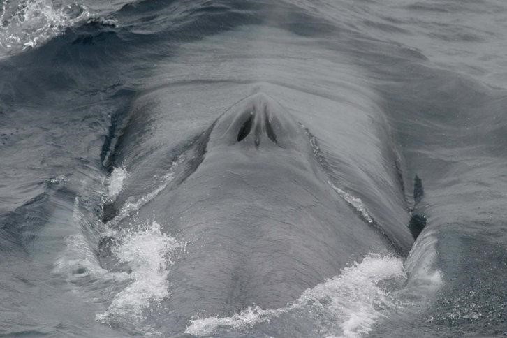 Figure 1. NOAA Fisheries. The blowhole of a blue whale.