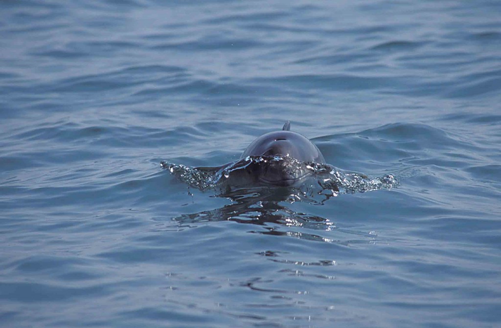 As the smallest of the UK’s cetaceans, harbour porpoise are often over-looked despite being the most widespread to be spotted. (Photo: Mick Baines/ Sea Watch Foundation). 