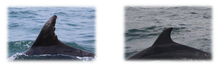 Dolphin ID: Both pictures are of Bottlenose Dolphins (Tursiops truncatus), taken in Cardigan Bay, Wales. The pictures highlight the extreme differences that can be found in fin shape and appearance within the same species. The process does have its limitations when it comes to identifying individuals with unmarked fins as pictured above, however high quality photos can be enhanced to help identify smaller, less obvious markings. Photo Credit ©Anna Lucey/Sea Watch Foundation 