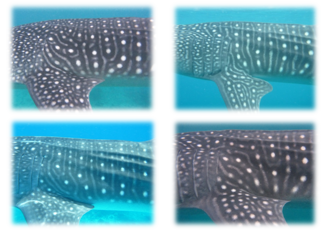 Whale Shark ID: Above are four examples of individual sharks seen in the Philippines. Spot patterns are clearly distinguishable between sharks just by using the naked eye but can be confirmed by uploading the image to the ECOCEAN ID library, which software to analyse the spot pattern and calculate and compare the internal angle between spots. Photo Credit © Anna Lucey/Large Marine Vertebrates Project