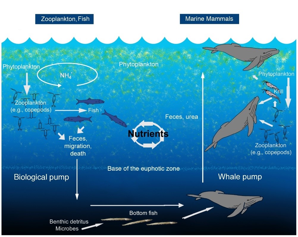An illustration of the oceanic whale pump showing how whales cycle nutrients through the water column.