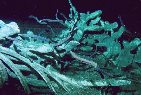 Hagfish scavenging the skeleton of a 35-ton, 13-m gray whale fall on the sea bottom