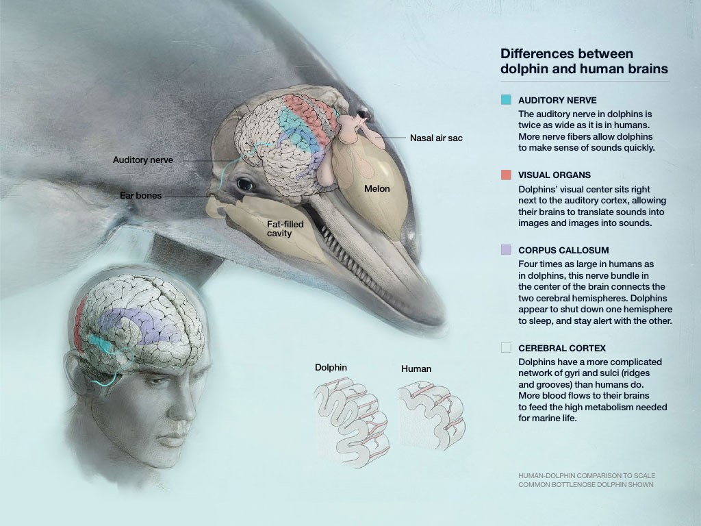 http://ngm.nationalgeographic.com/2015/05/dolphin-intelligence/brain-graphic