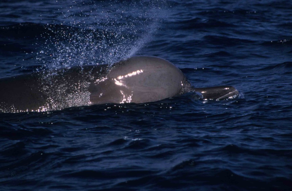 A northern bottlenose whale, showing bulbous forehead and beak
