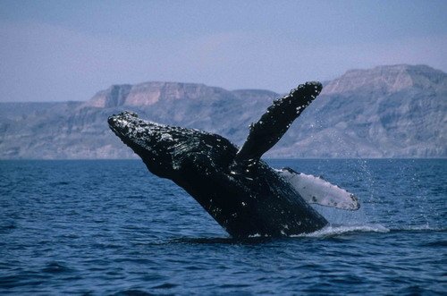 A humpback whale breaching. Photo credit: R.W. Baird.