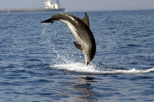 Figure 2: Bottlenose dolphin breaching. (Credit: B. Brederlau).