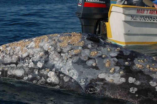 Figure 3. Barnacles on the head of a gray whale. (Credit: L. Handley).
