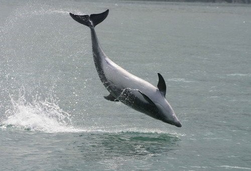 A breaching bottlenose dolphin. Photo credit: D Feingold