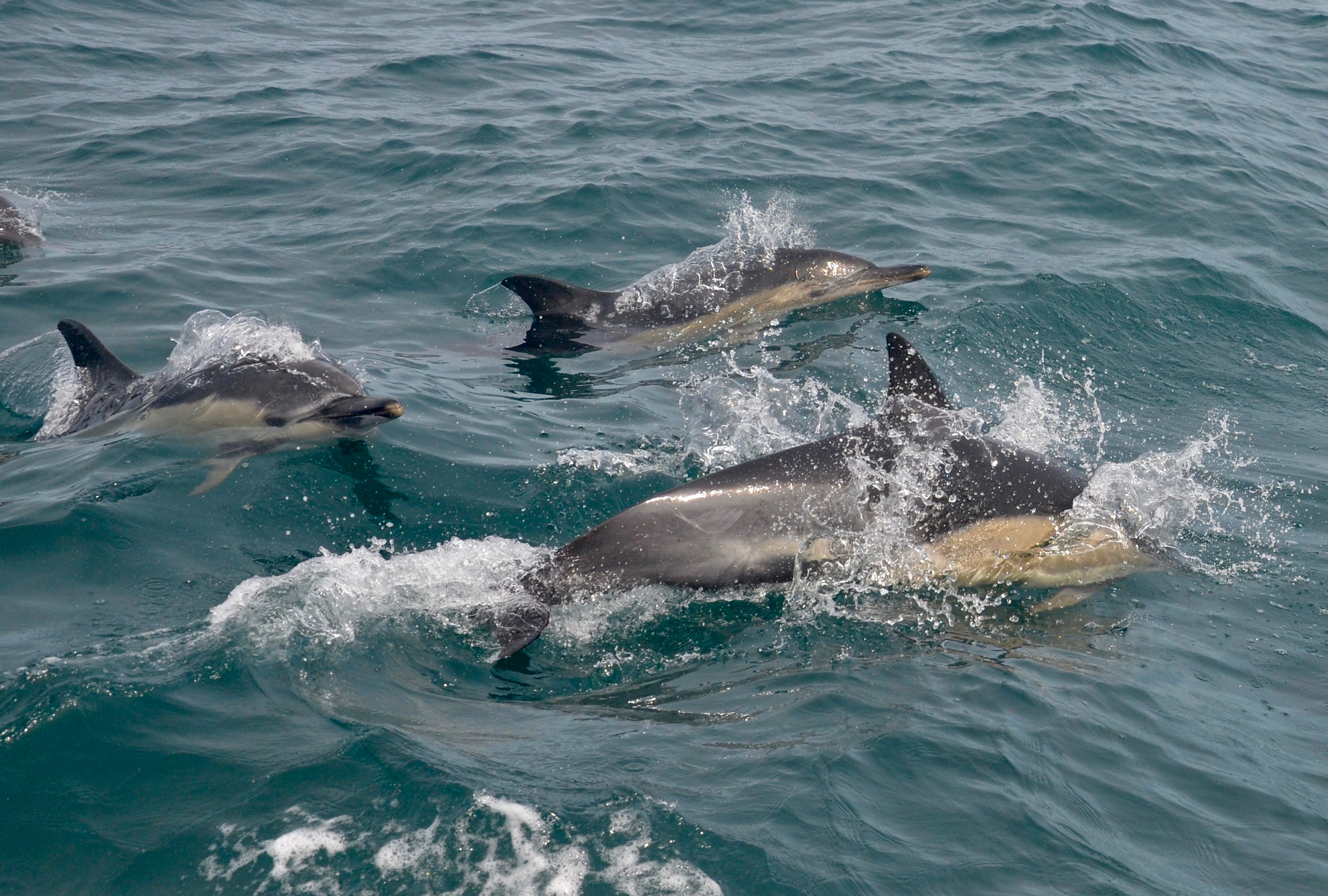 common dolphins SWF