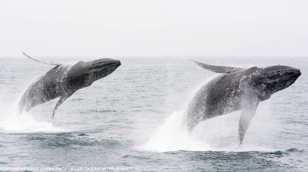 Two associated individuals breaching the water in synchronisation. Photo ©Kate Cummmings – Blue Ocean Whale Watch.