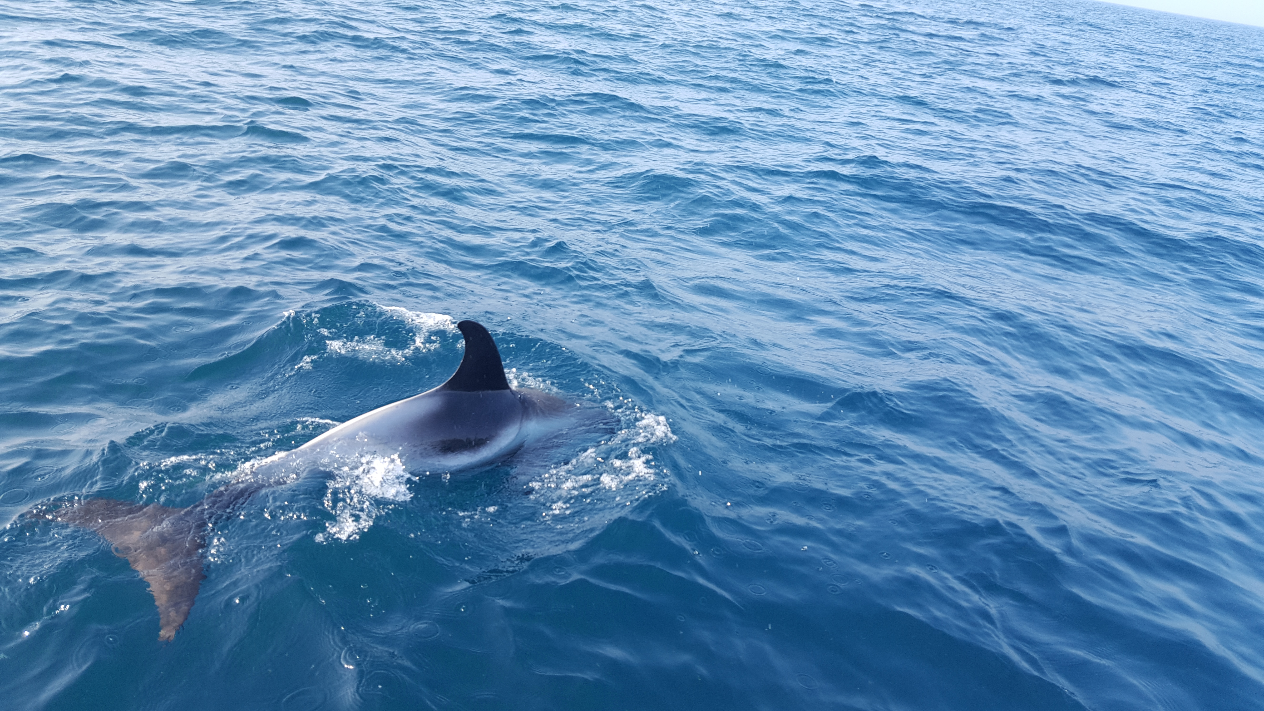 White-beaked dolphin sighted off Hastings - Copyright: Toby Snow 