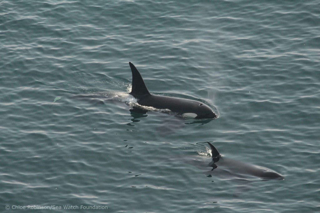 Orcas! Photo credit: Chloe Robinson. 