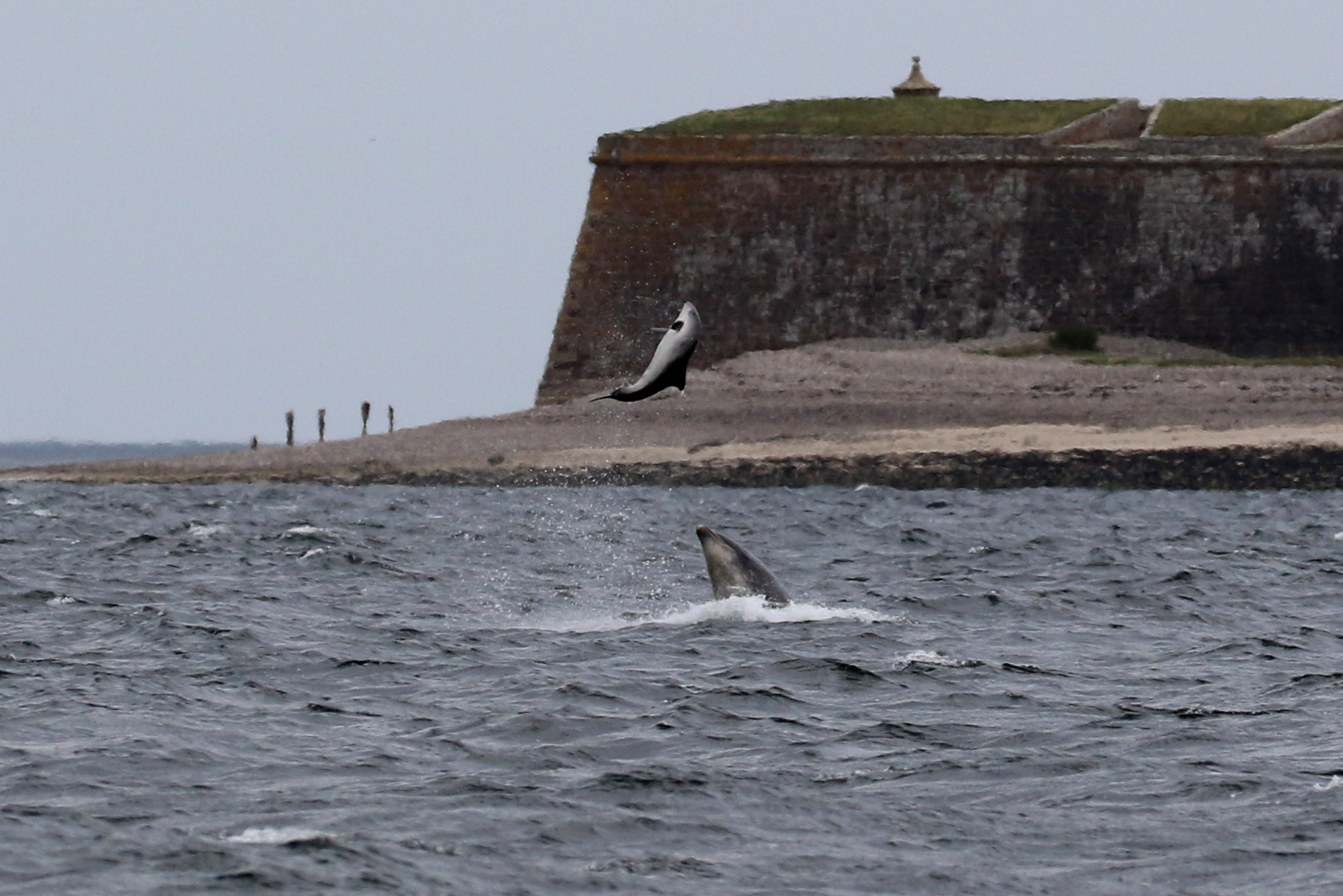 Bottlenose dolphin tossing a harbour porpoise up in the air on May 11th. Copyright: Alister Kemp.