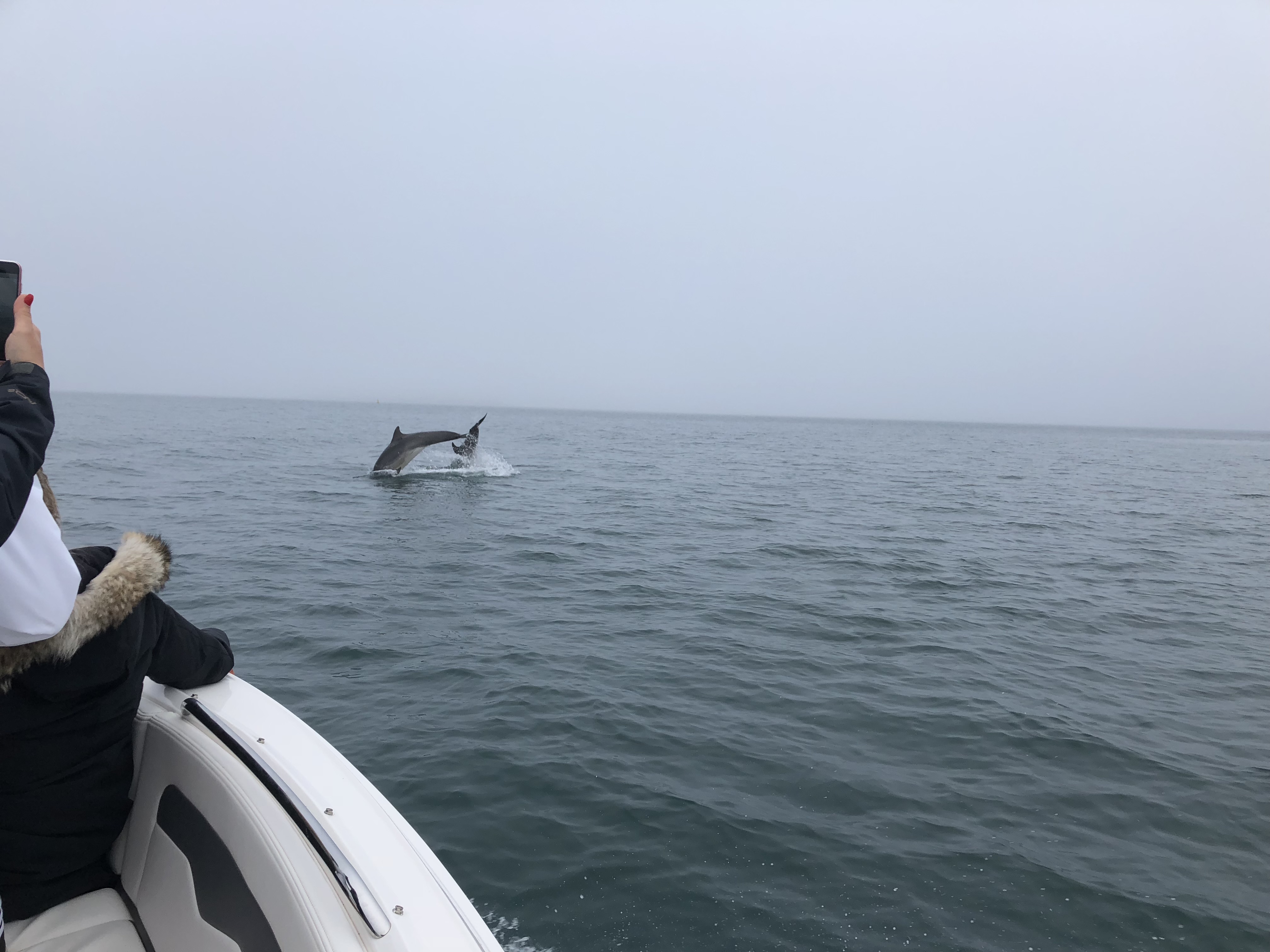 Bottlenose dolphins leaping around the boat “Chloe Lou” – Photo: copyright Toby Huddlestone