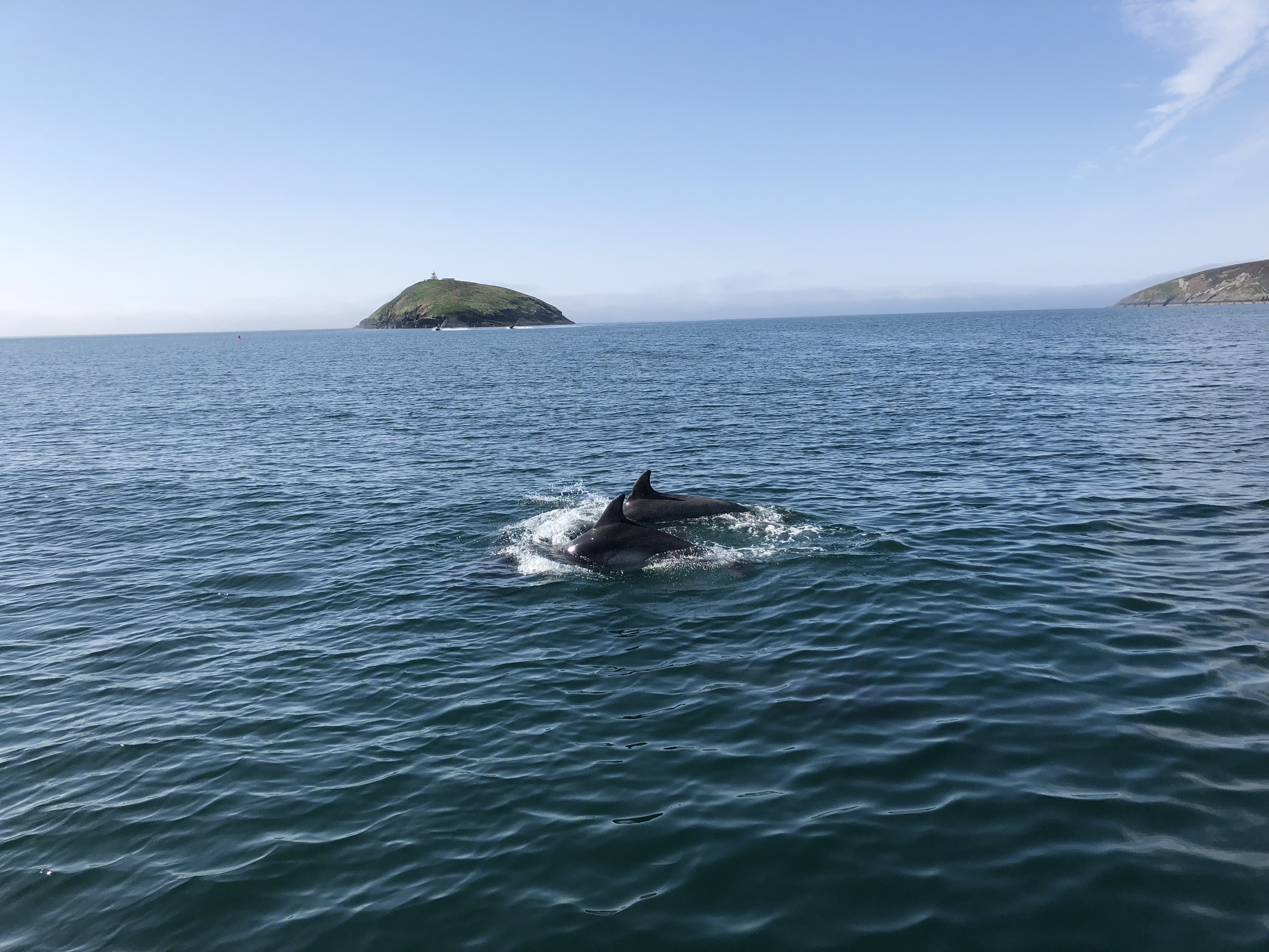 Bottlenose dolphins leaping around the boat “Chloe Lou” – Photo: copyright Toby Huddlestone