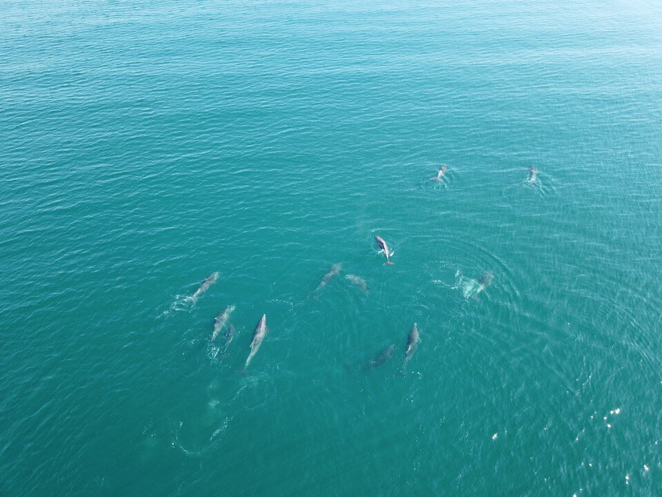 Large pod of bottlenose dolphins captured by a drone off Abersoch – Photo: copyright Toby Huddlestone