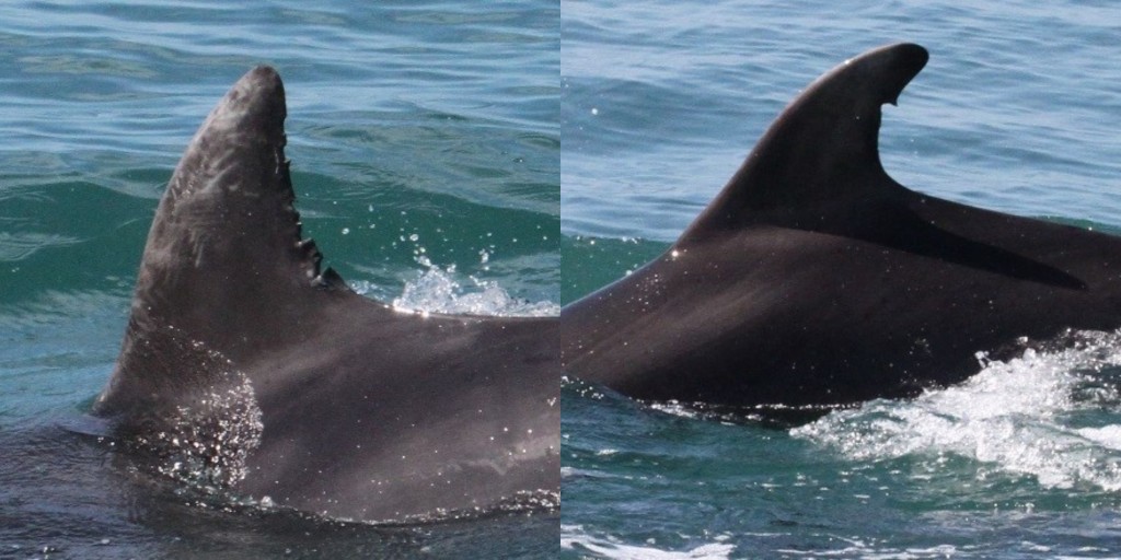 Two very different dolphins with quite distinctive marking and fin profiles that can be used for photo-ID. These can be matched with known individuals from the catalogue to identify who they are. Photo curtsey of The Seawatch Foundation. 