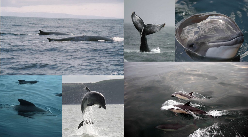 A small selection of the different cetacean species found around the UK. 