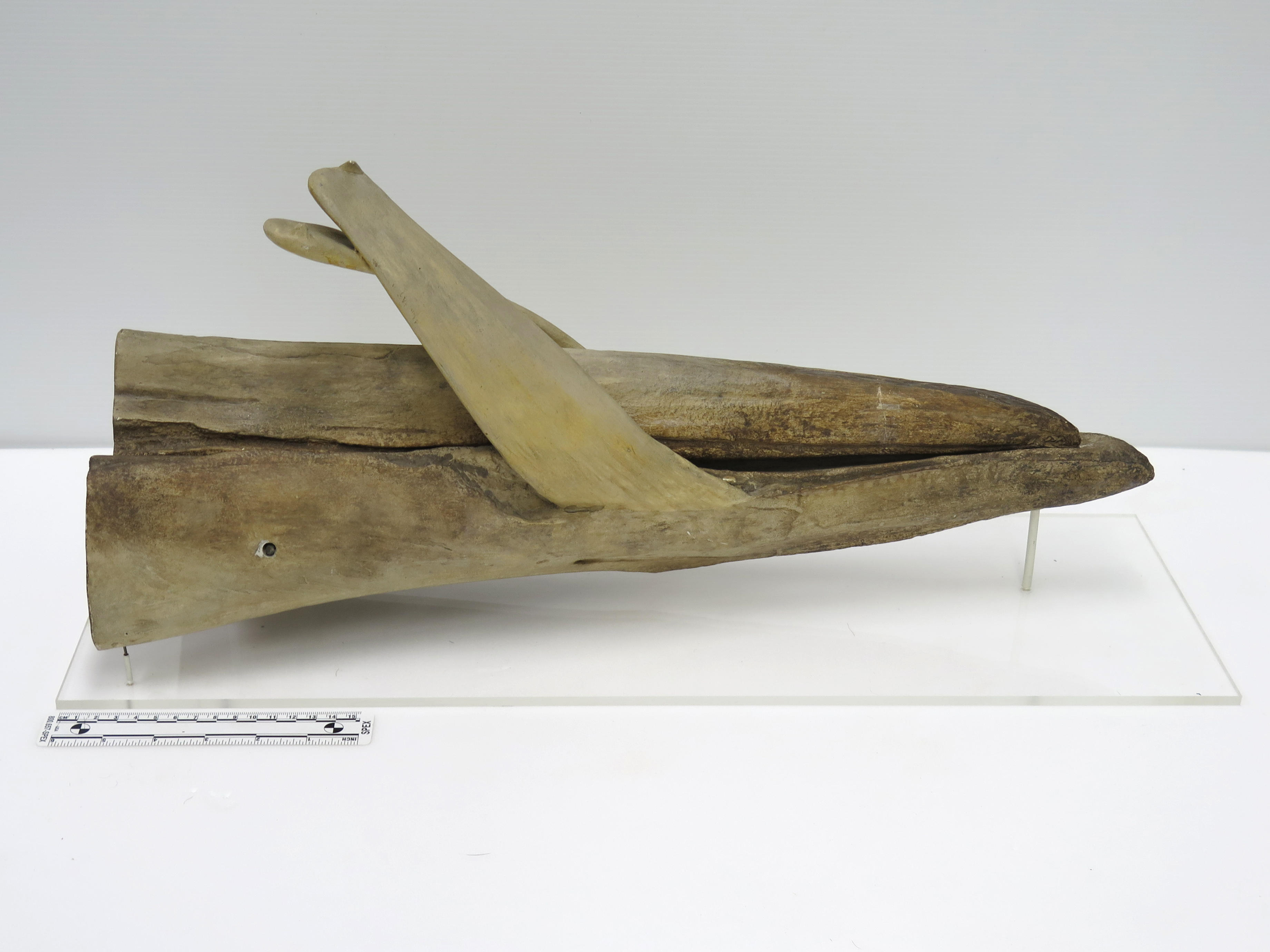 Photo 1. Part of a Strapped Toothed Whale (Mesoplodon layardi) skull showing their impressive teeth. Photo: © University Museum of Zoology Cambridge