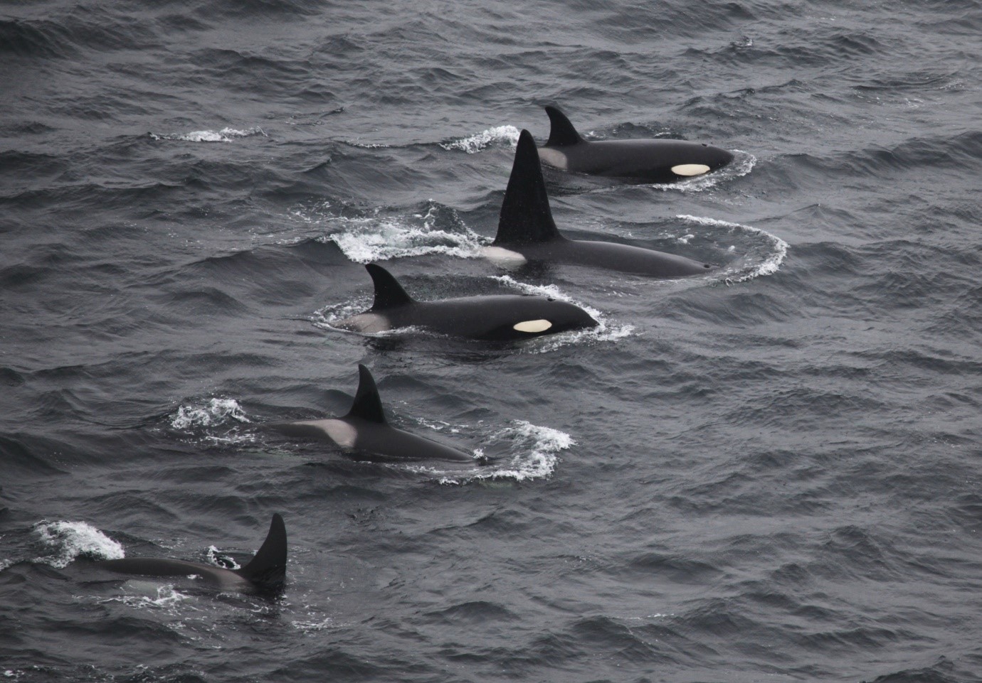 Killer whales photographed from the land during Orca Watch. Photo by Colin Bird/ Sea Watch Foundation
