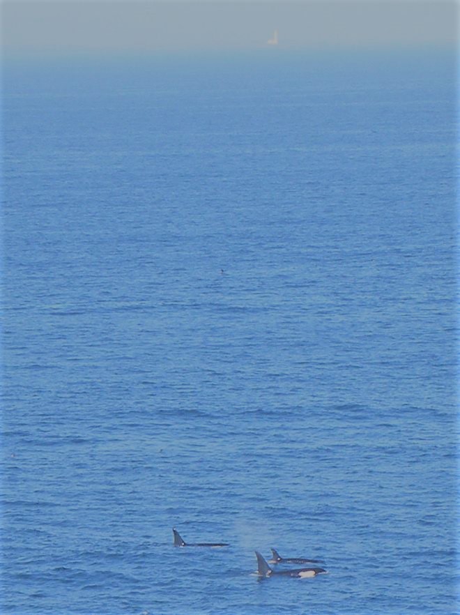Pod of 5 Orcas seen off of the Brough of Deerness. Photo credits: Deborah Kermode/Orkney Cetacean Sightings.