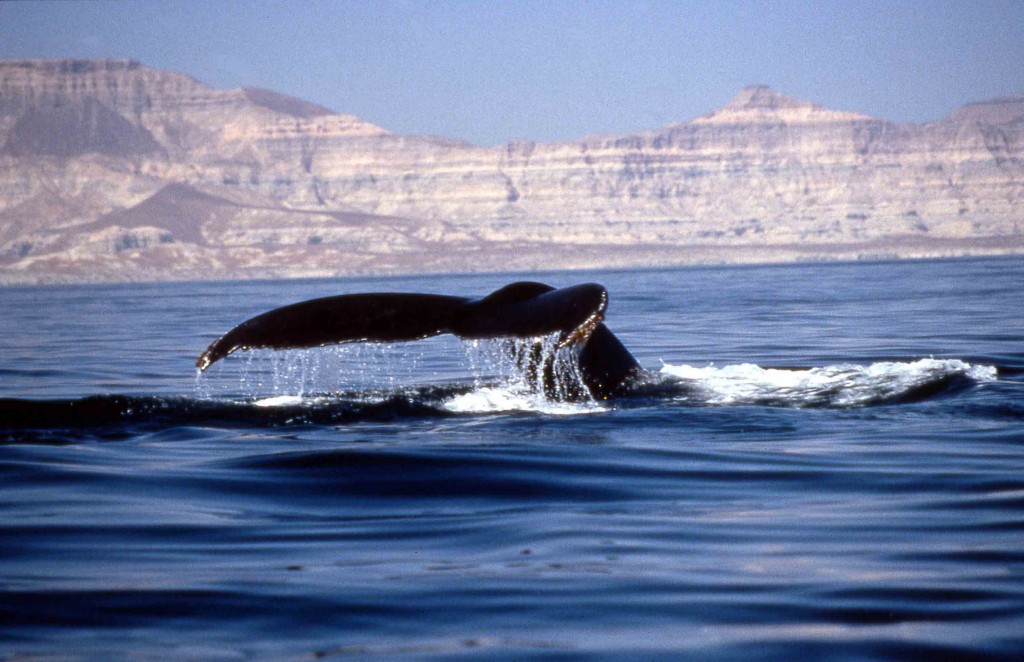 A Humpback whale displaying the lobtail feeding technique. By striking its tail on the surface of the water prey are herded into a concentrated mass, making feeding much more effective. Photo curtsey of CSwann.