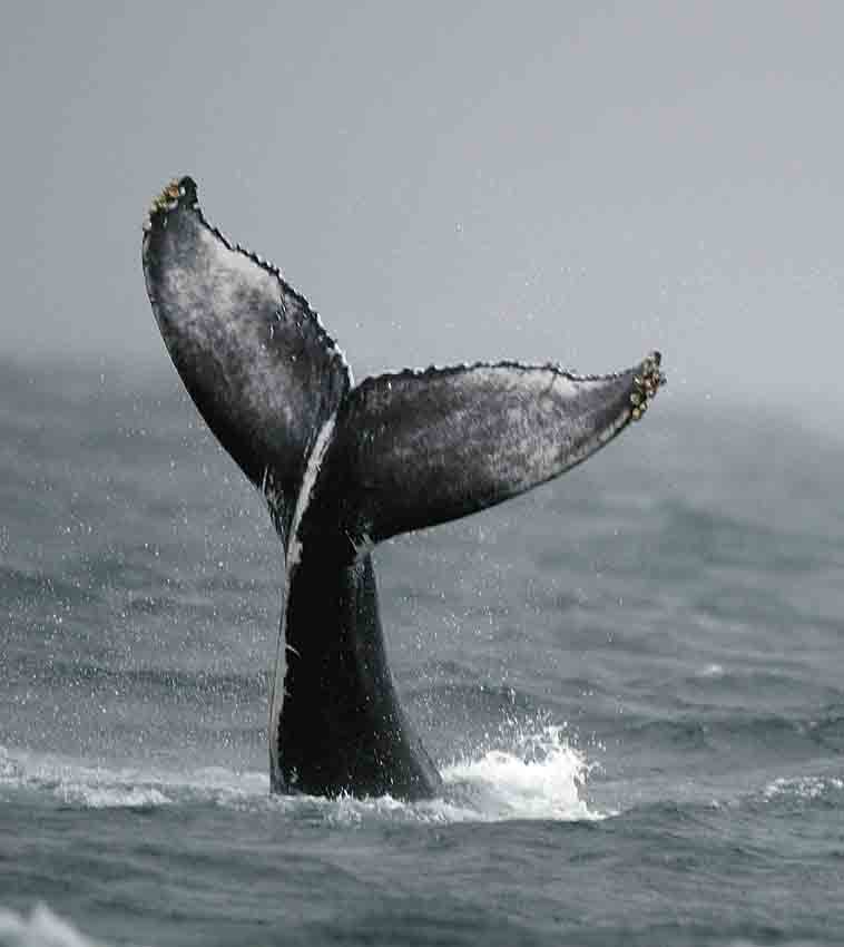 A humpback whale fluke shows distinctive colour patterns that can be used to identify individual animals. Picture curtsey of SRound.