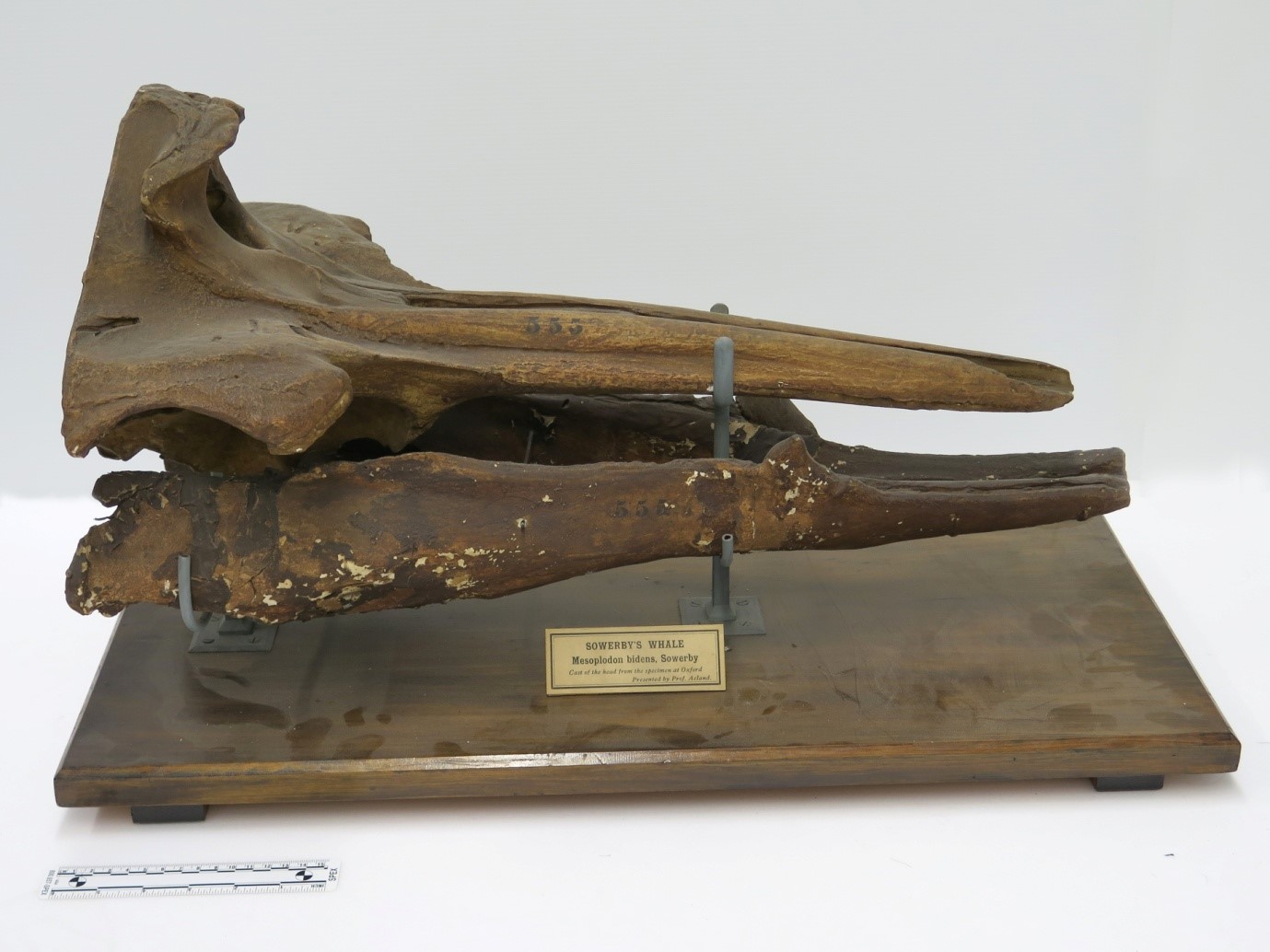 Photo 2. A painted plaster cast of a Sowerby's beaked whale (Mesoplodon bidens) skull before cleaning and repair. The triangular teeth can be seen midway down the lower jaw. © University Museum of Zoology Cambridge
