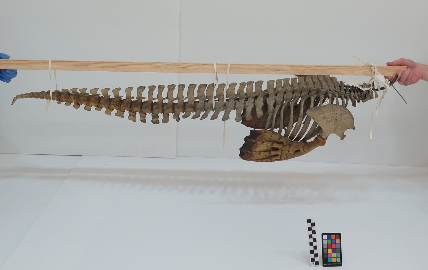 A Short-beaked Common Dolphin (Delphinus delphis) skeleton carefully removed from storage and photographed before treatment and going on public display. Oils leaching from the bones have discoloured the tail and pectoral flipper bones yellow. This specimen is unusual as the flesh around the flipper bones has been preserved along with the skeleton. © University Museum of Zoology Cambridge