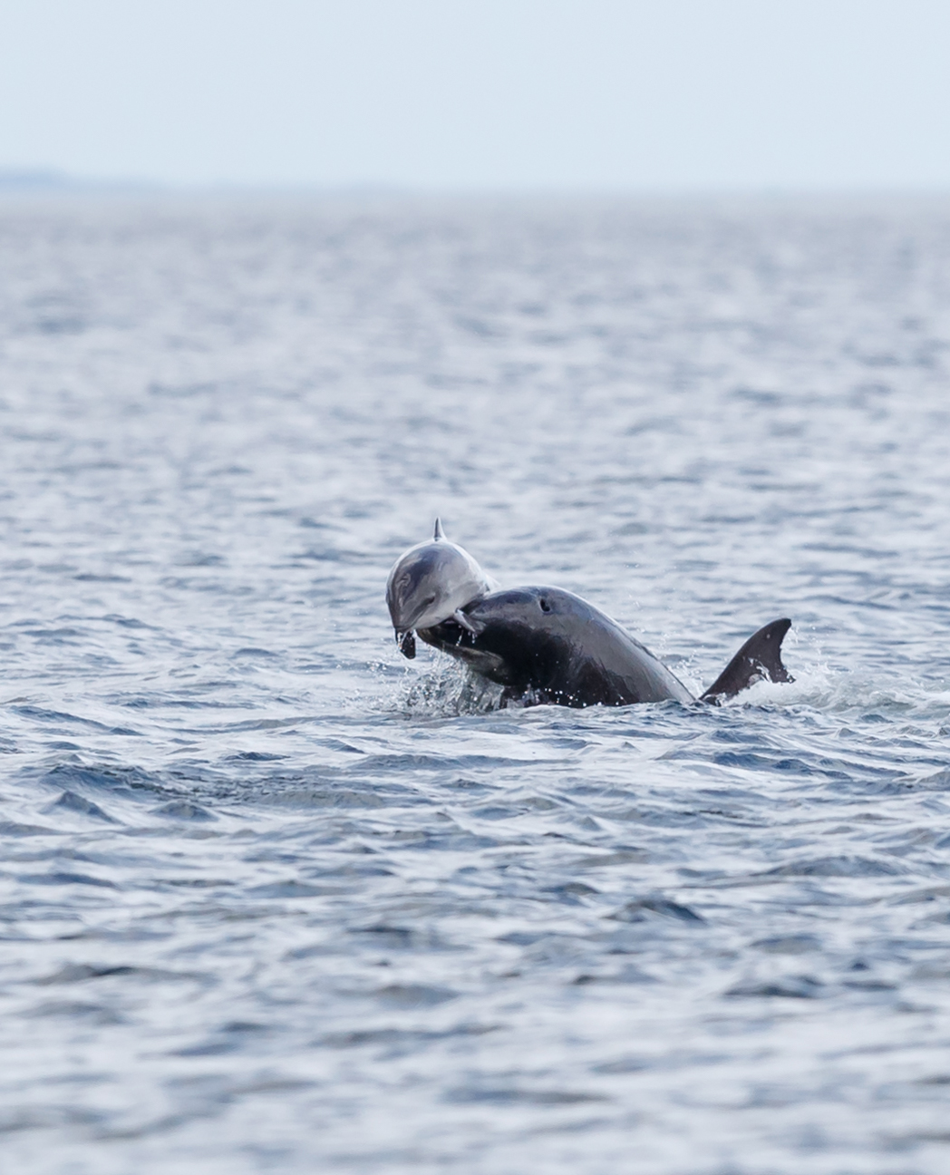 Harbour porpoise just minutes before being thrown up in the air by a bottlenose dolphin on May 9th. Copyright: Jamie Muny