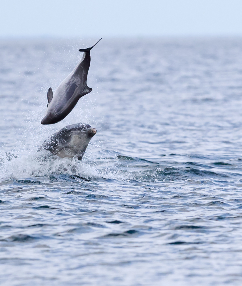 Bottlenose dolphin tossing a harbour porpoise up in the air on May 9th. Copyright: Jamie Muny.