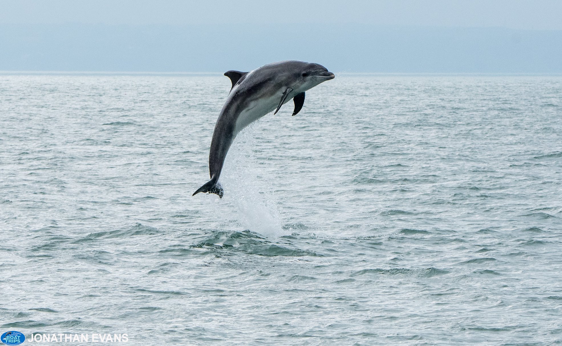 Jumping bottlenose dolphins in Cardigan Bay. Copyright: Dolphin Spotting Boat Trips