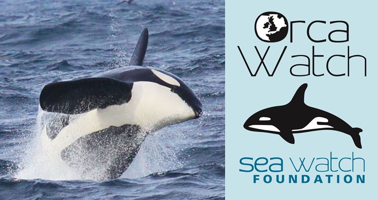 Orca Watch Logo Image