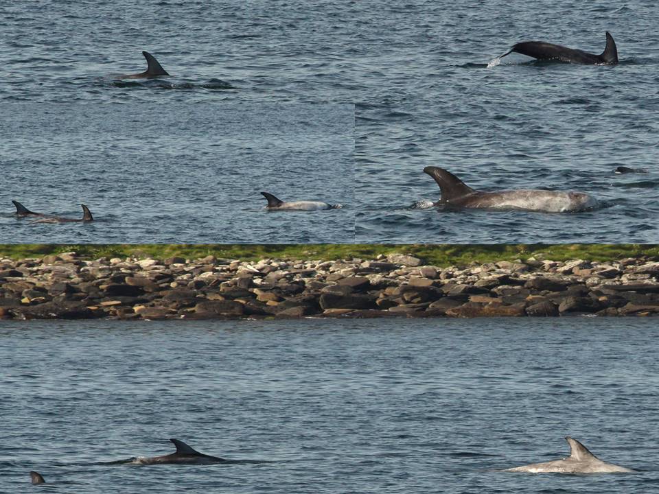 Risso's dolphins photographed in John O'Groats harbour. Photo credits: Chloe Robinson / Sea Watch Foundation. 