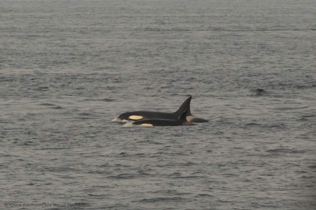 Pod of killer whales sighted from the John O'Groats ferry boat. Photo credit: Chloe Robinson/Sea Watch Foundation. 