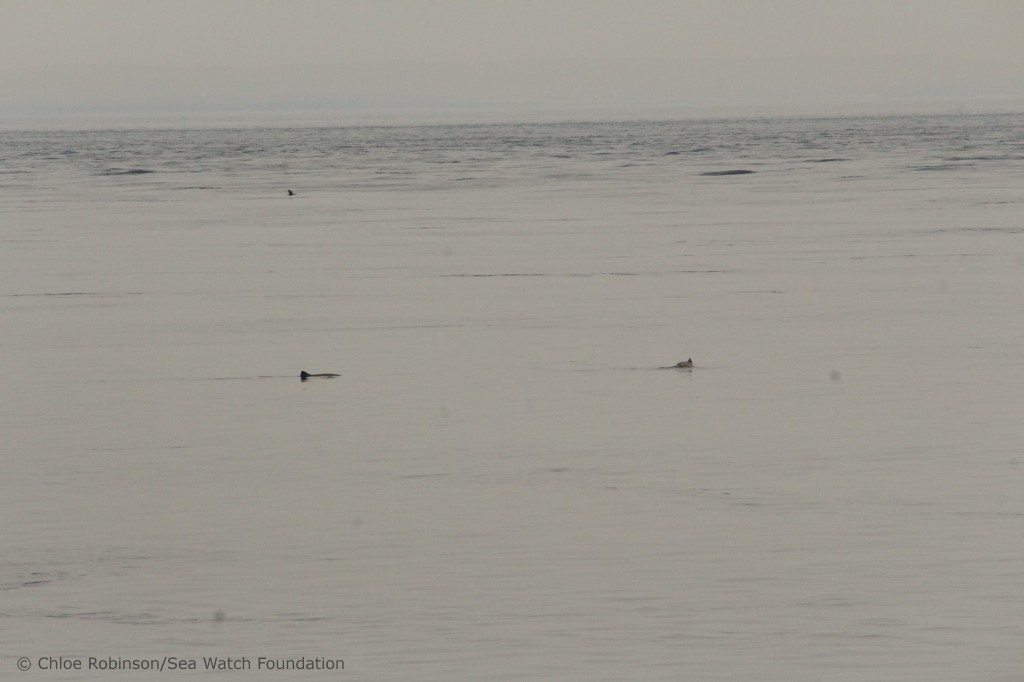 A group of five porpoise coming back into JOG harbour. Photo credit: Chloe Robinson/Sea Watch Foundation. 