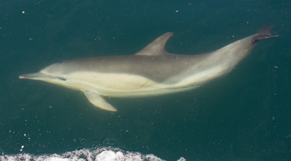 Common dolphin travelling underwater. Notice the distinctive hourglass colour pattern on the flank. Photo credit: Carl Chapman.