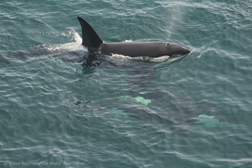 Orcas sighted at Duncansby Head on May 30th. Photo credit: Chloe Robinson/Sea Watch Foundation.