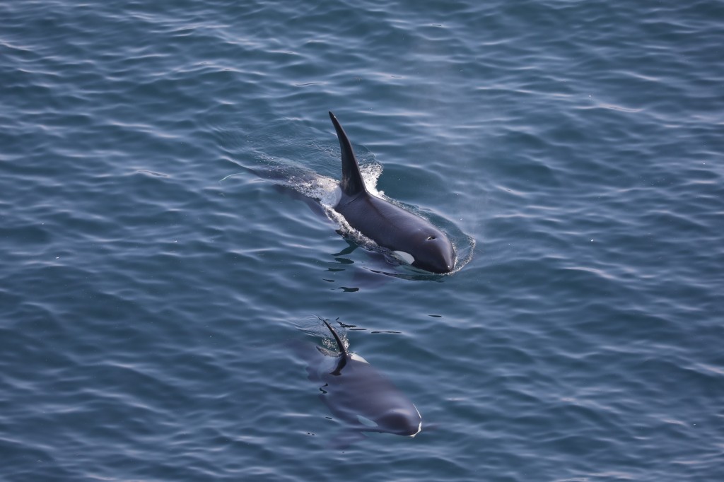 Orcas sighted at Duncansby Head on May 30th. Photo credit: Steve Truluck