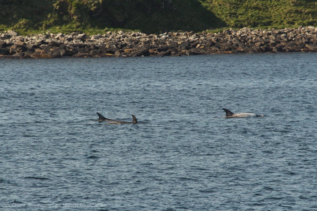 Risso’s dolphins sighted on May 27th. Photo credit: Chloe Robinson/Sea Watch Foundation 
