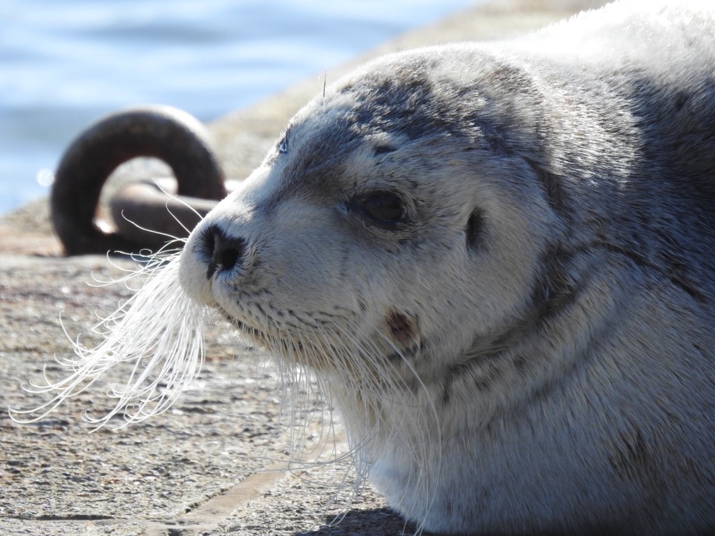 Bearded seal sighted in Shetland. Photo credit: Karen Hall/Scottish Natural Heritage