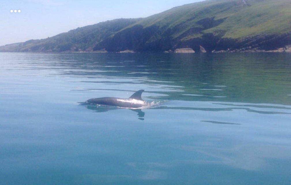 Just one of the close encounters on Tara's day survey. This was about 3 metres from the boat. 