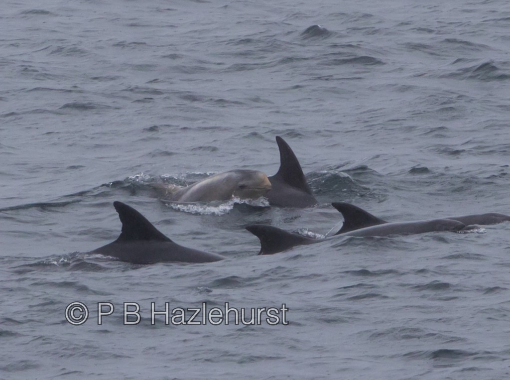 One Risso’s dolphin calf swimming with an adult dolphin atypical of Risso’s. Photo credit: Peter Hazlehurst
