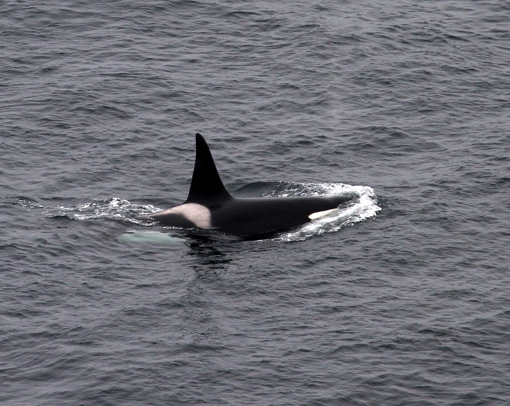 Orca (Orcinus orca) showing a black and white colouration and a tall erect and triangular dorsal fin. Photo credit: Peter G.H. Evans / Sea Watch Foundation